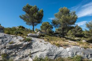 Hotels Hotel Mas Vidau Porte des Alpilles : photos des chambres