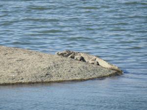 Jawai Bera Leopard Camp