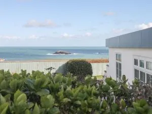 Guillemot - Holywell Bay