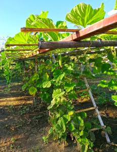 Adama Farmhouse @ Hacienda San Benito