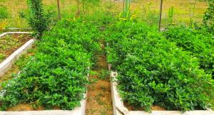 Adama Farmhouse @ Hacienda San Benito