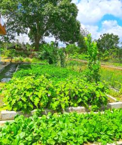 Adama Farmhouse @ Hacienda San Benito