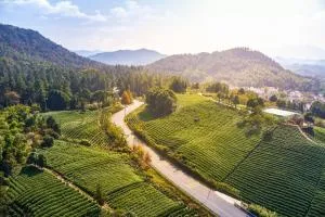 Banyan Tree Anji - Dashan