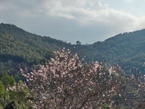 Enchanted Hills Farmstay