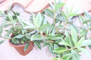 Kikas Cottage, Rear 89 Church Street, White Horse Yard