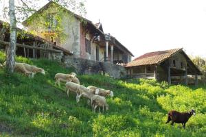 Chalets Faites le plein de nature ! : photos des chambres