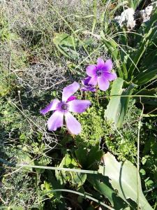 Villa PhenΩmena Apartments