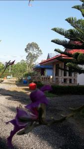 Riverside Palm Resort - Surat Thani