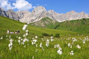 Chalet Aster