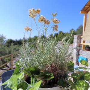 Greenside Cottage Lumi