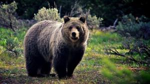 Gostyniy Dvir Synevir