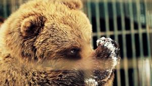 Gostyniy Dvir Synevir