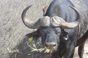 Lermitage Quagga Lodge - Chalets Velddrif - 韦尔德里夫