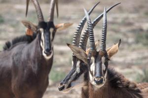 Quagga River Lodge - Chalets Velddrif