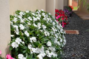 Casa Sofia, a Gem Close to Orosi Thermal Pools!