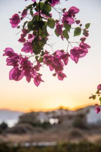 Island House Mare Ios Greece