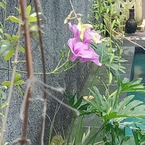 Dpuja Home Stay and Spa