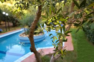 Olive Farm Chania Greece