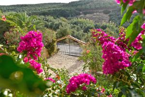 Olive Farm Chania Greece