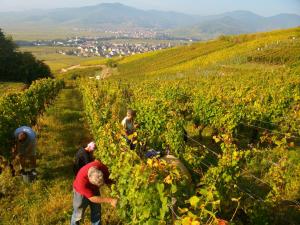 Alsace Appartements Meyer-Krumb : photos des chambres