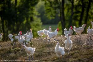 Appartements Brou-seillon : entre histoire et nature : photos des chambres