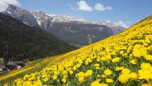 Chalet Apartments Ambria