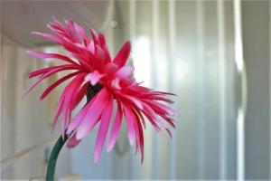 Ferienwohnung Tschitschmann