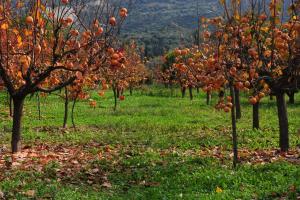 Trikalon Muses Art Suites Orini-Korinthia Greece