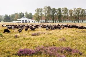 Hotelcamp Reinsehlen