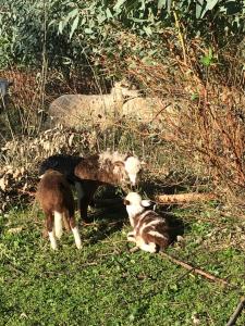 Agriturismo Is Conchisceddas img84