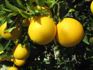 Orange Tree Garden Halkidiki Greece