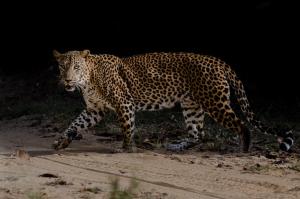 Leopard Trails Yala