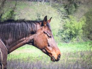 Sejours chez l'habitant Domaine des fees : photos des chambres