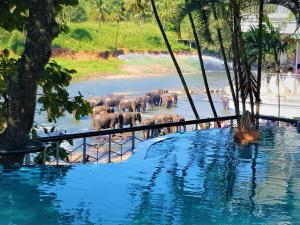 Hotel Elephant Park - Most Elephant Bathing View Rooms in Pinnawala