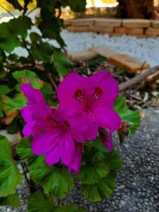 Artistika Golden Apartment img86