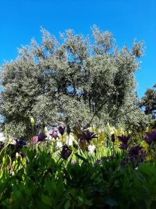 Artistika Golden Apartment img83