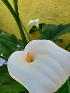 Artistika Golden Apartment img81