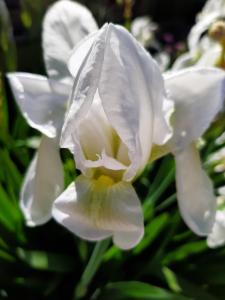 Artistika Golden Apartment img78