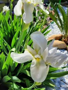 Artistika Golden Apartment img77