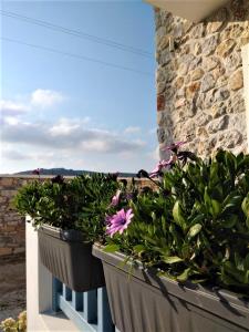 Blue Harmony Apartments Naxos Greece