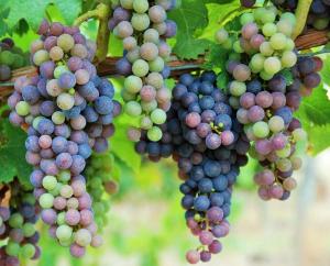 Maisons de vacances Maison des Vignes : photos des chambres