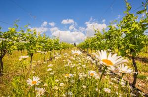 Valpolicella Homes Recioto Apartment
