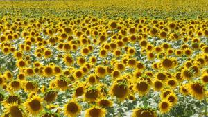 Maisons de vacances Nature's Pace Holidays : photos des chambres