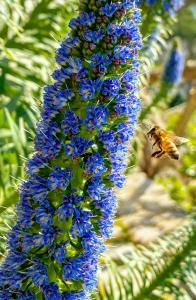 Casa Vacanze Bouganvillea