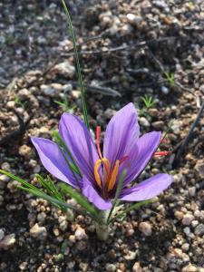 Stazzu Giasti Agriturismo img92