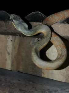 Complejo Ecoturistico Tamandua