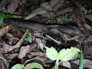 Complejo Ecoturistico Tamandua