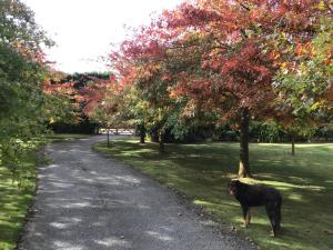 Chester Oaks B&B