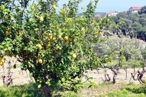 AMALTHIA FARM HOUSE Ithaka Greece