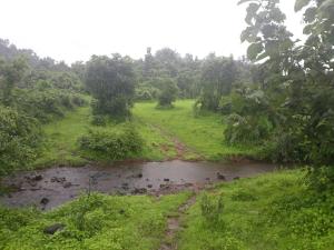 Savli Farms